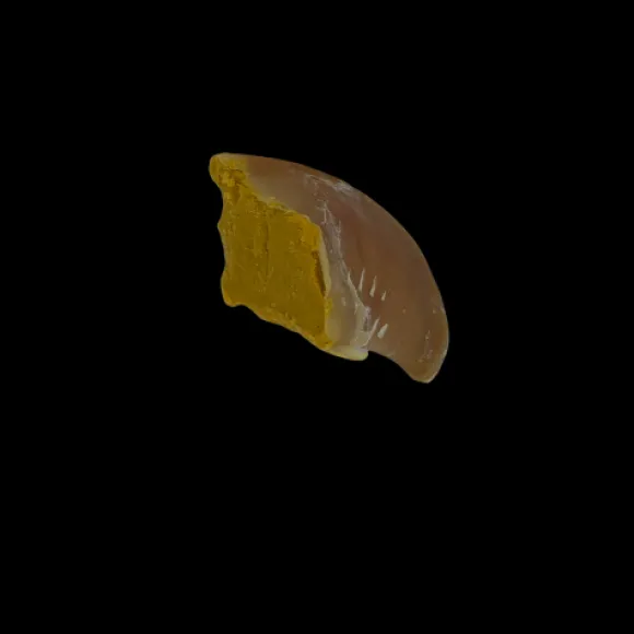 Anco Naturals Cheese Filled Hooves - Loose